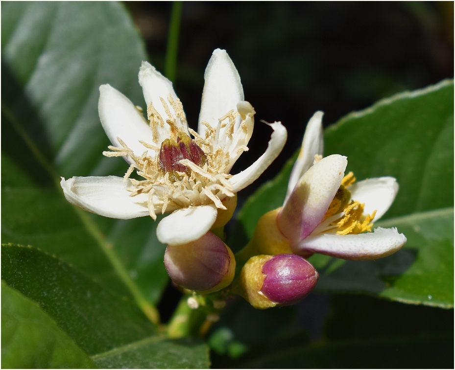 Zitronenblüten