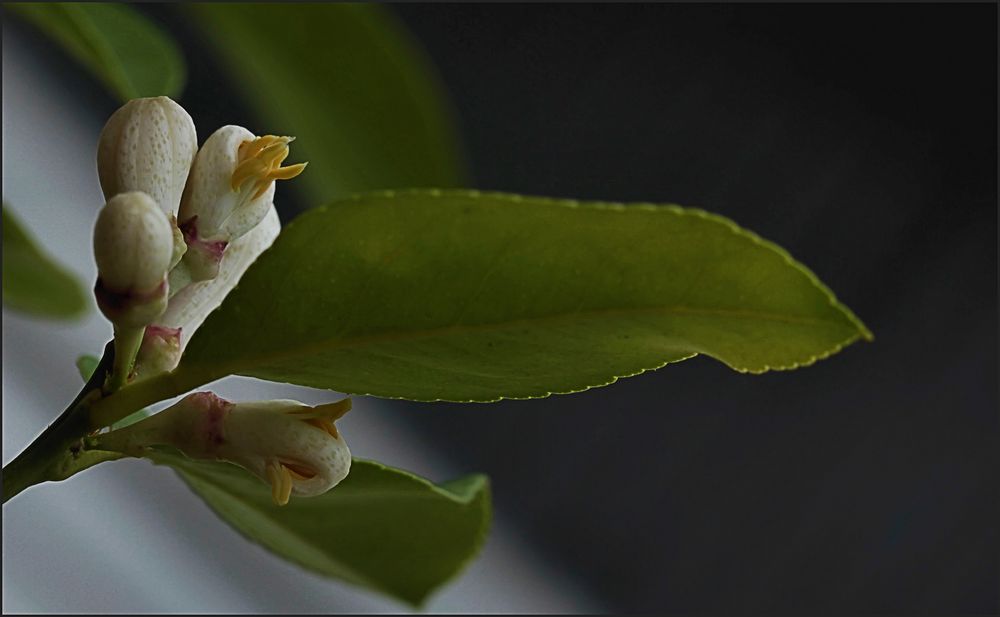 Zitronenblüten