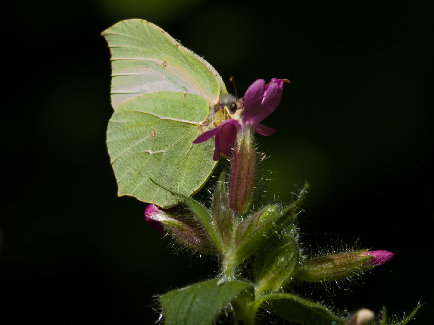 Zitronenenfalter an Roter Lichtnelke 1