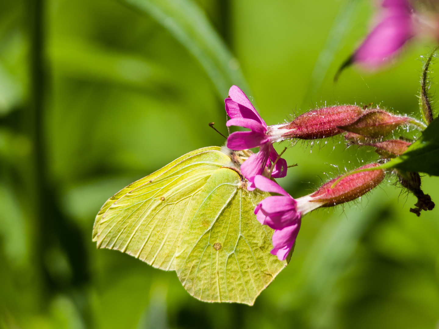 Zitronenenfalter an Roter Lichtnelke 2