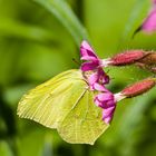 Zitronenenfalter an Roter Lichtnelke 2