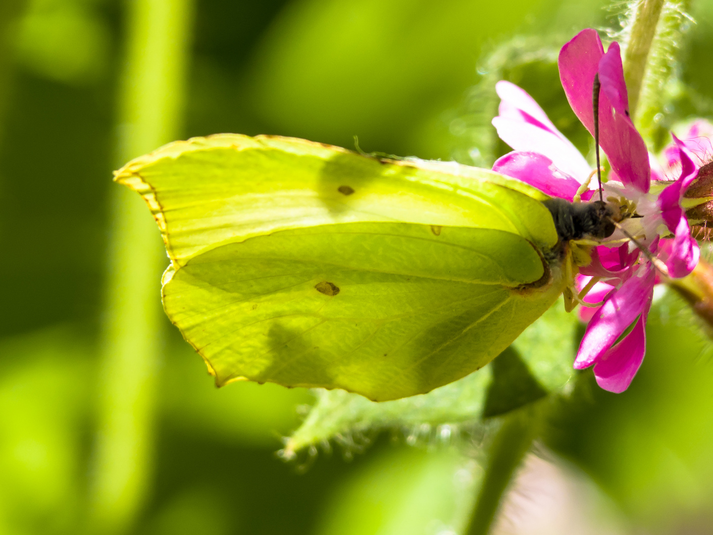 Zitronenenfalter an Roter Lichtnelke 4