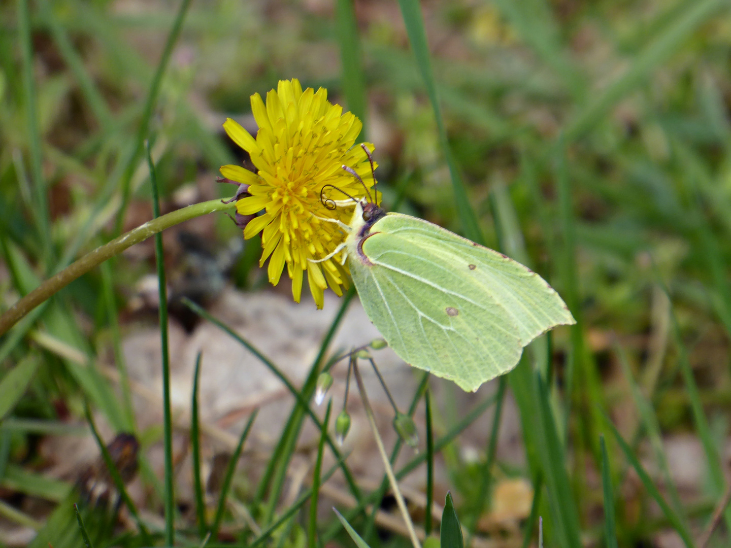 Zitronenfalte zu Besuch auf dem Löwenzahn