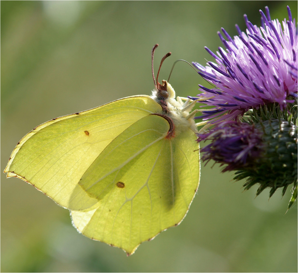 Zitronenfalter Foto & Bild | tiere, wildlife, schmetterlinge Bilder auf