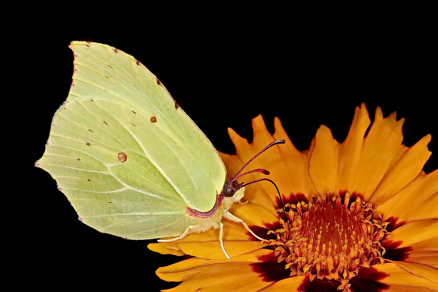 Zitronenfalter Foto &amp; Bild | schmetterlinge, fotos, makro Bilder auf ...