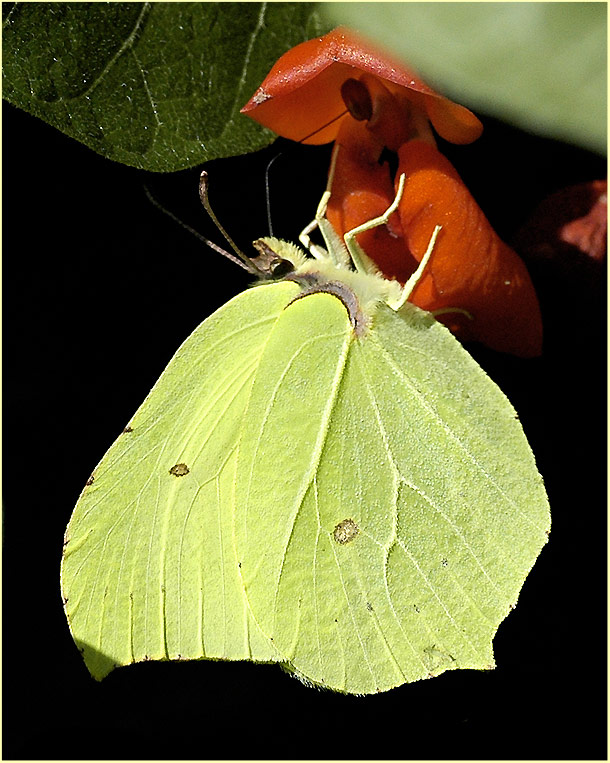 Zitronenfalter Foto &amp; Bild | tiere, wildlife, schmetterlinge Bilder auf ...