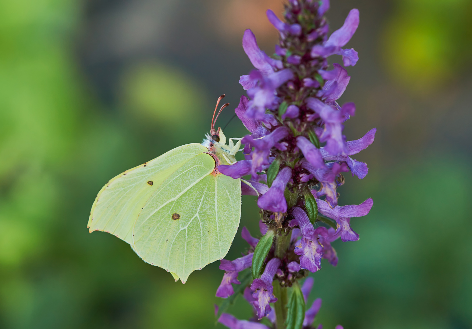 Zitronenfalter Foto &amp; Bild | natur, insekten, tiere Bilder auf ...