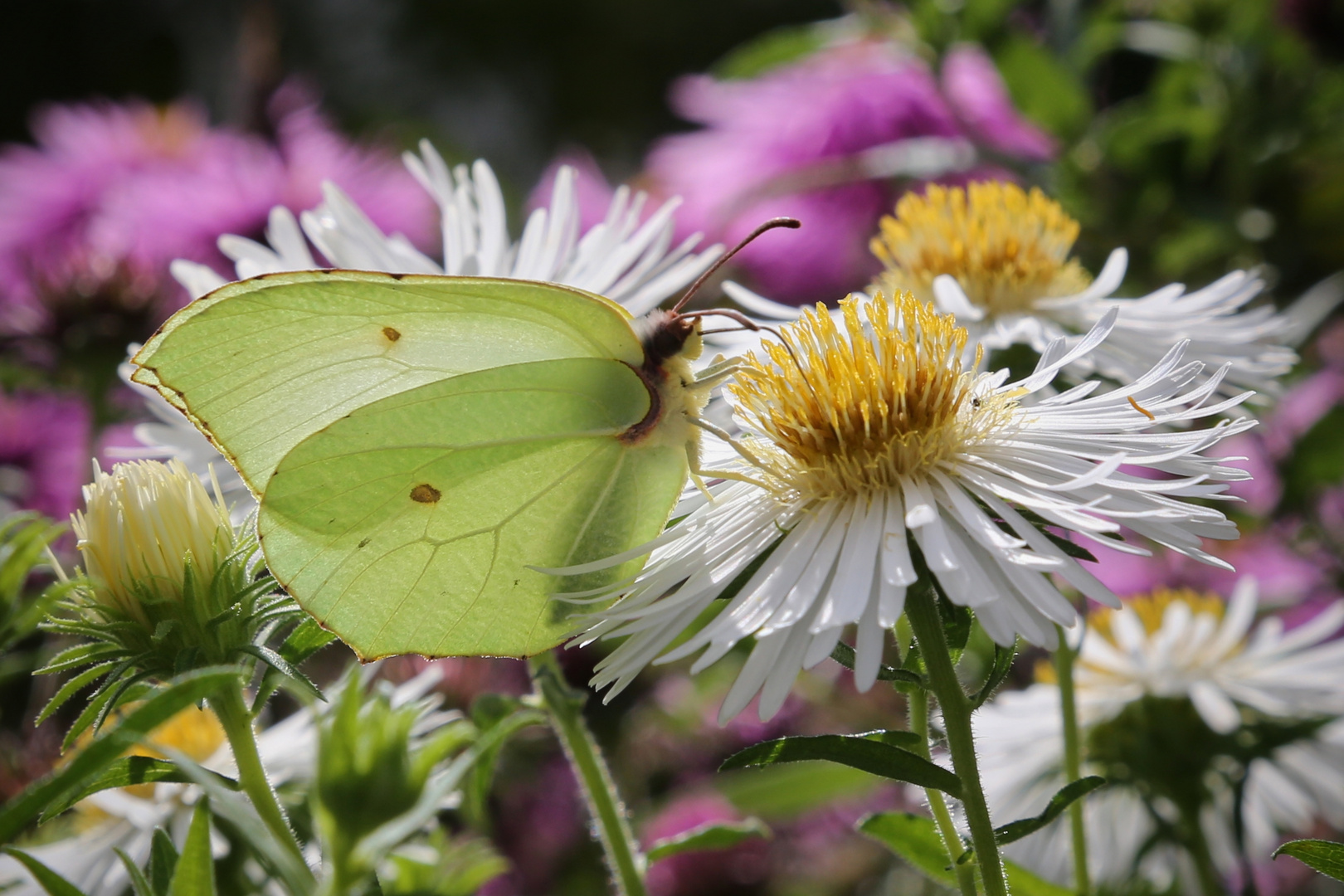 Zitronenfalter (2014_09_06_EOS 6D_5640_ji)