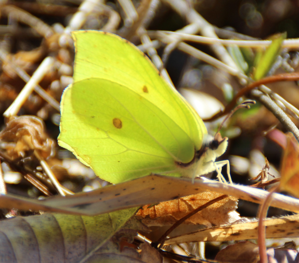 Zitronenfalter 3 Foto &amp; Bild | schmetterlinge, natur, insekten Bilder ...