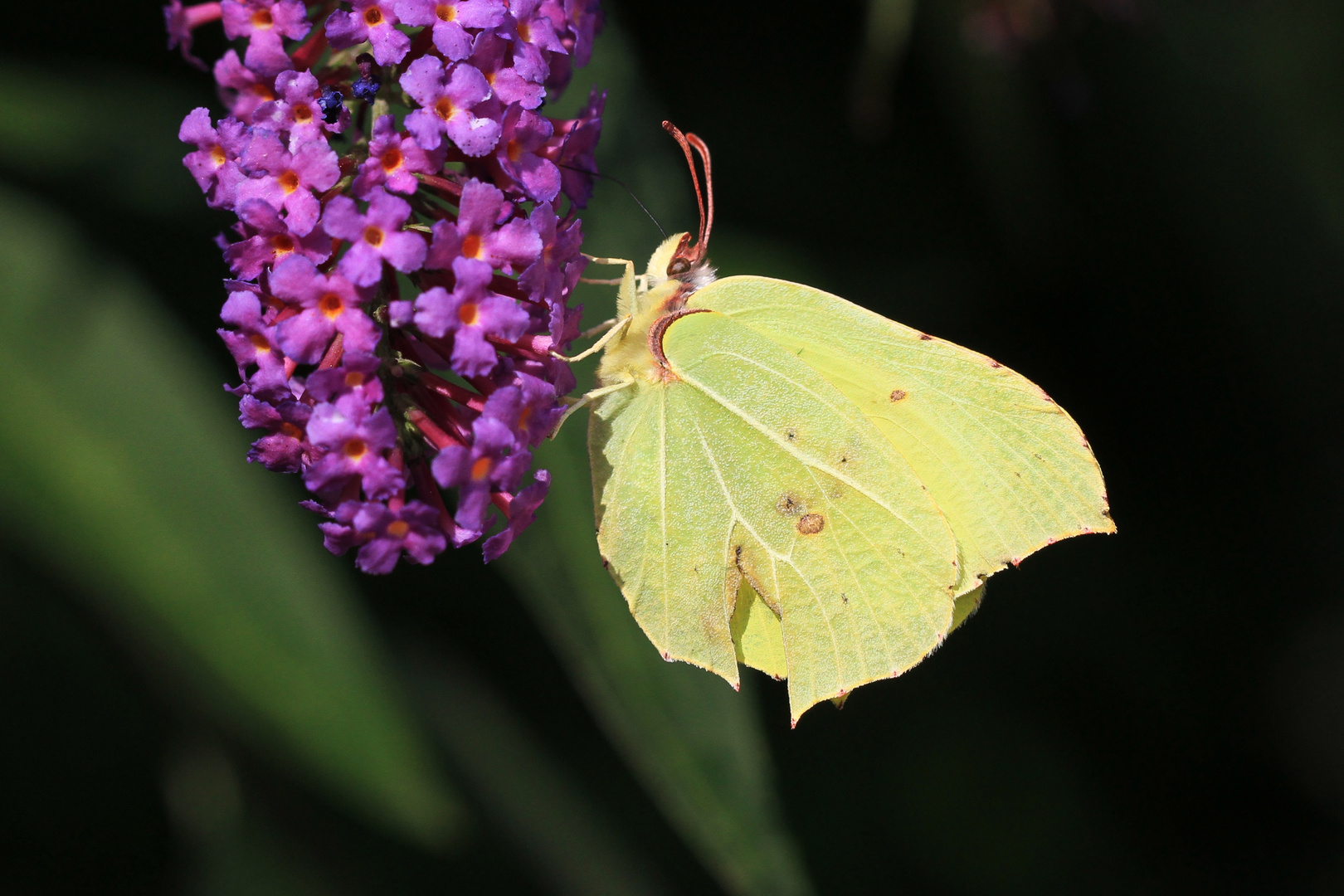 Zitronenfalter Foto &amp; Bild | tiere, wildlife, schmetterlinge Bilder auf ...