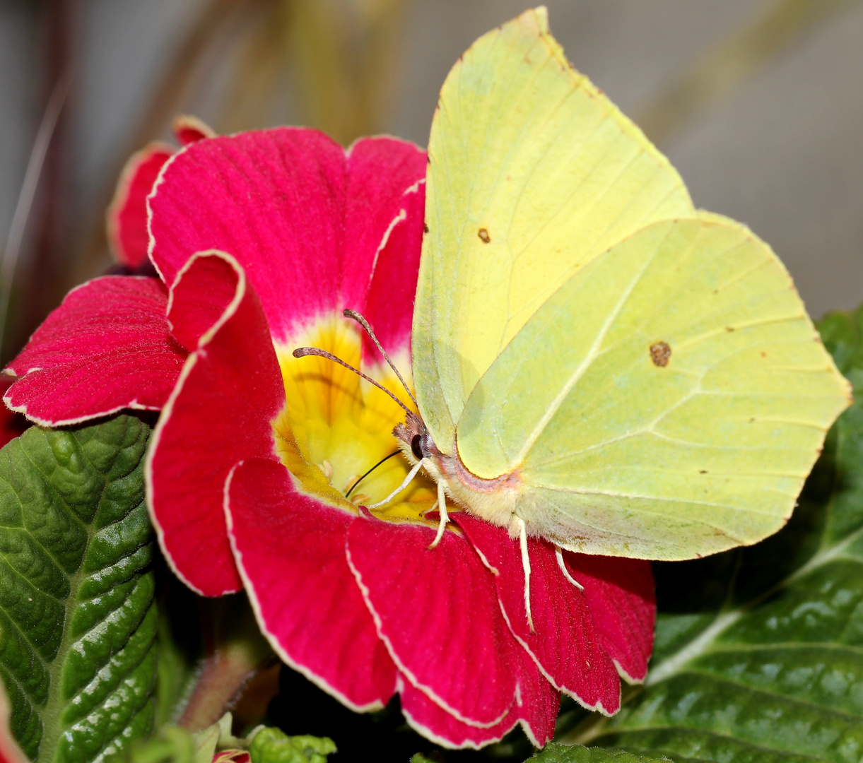 Zitronenfalter Foto & Bild | tiere, wildlife, schmetterlinge Bilder auf