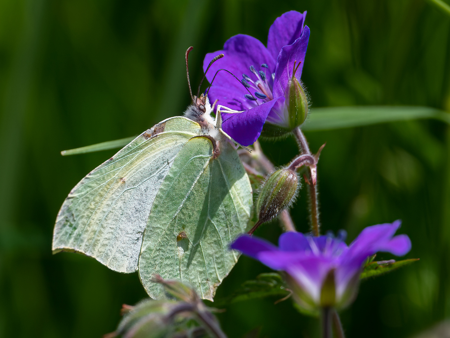 Zitronenfalter Foto &amp; Bild | tiere, wildlife, schmetterlinge Bilder auf ...