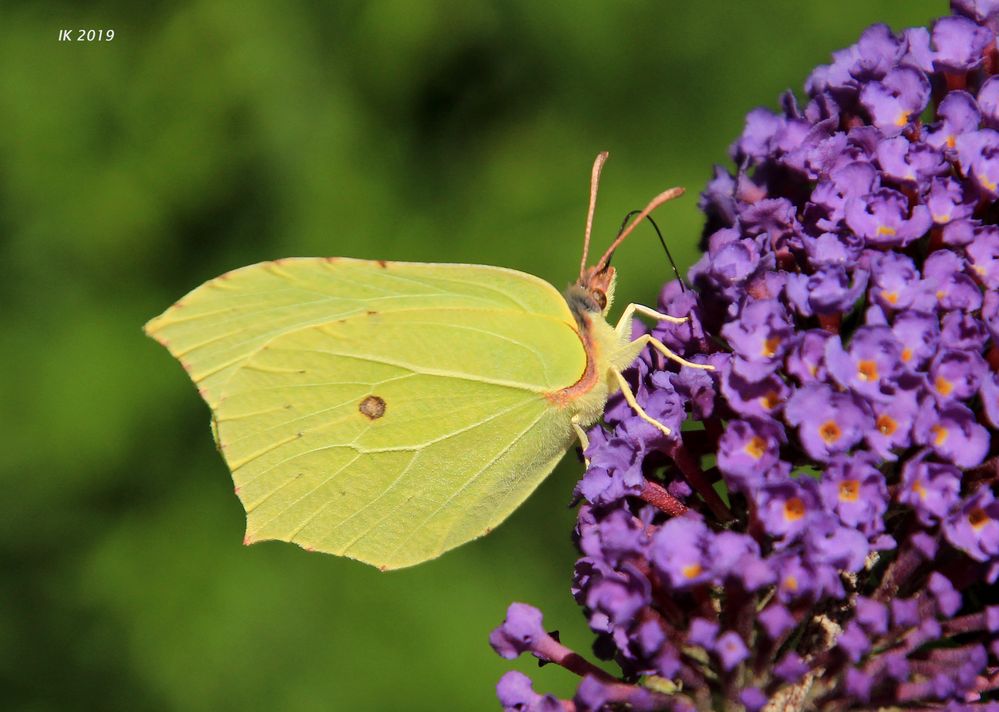Zitronenfalter Foto & Bild | tiere, wildlife, schmetterlinge Bilder auf