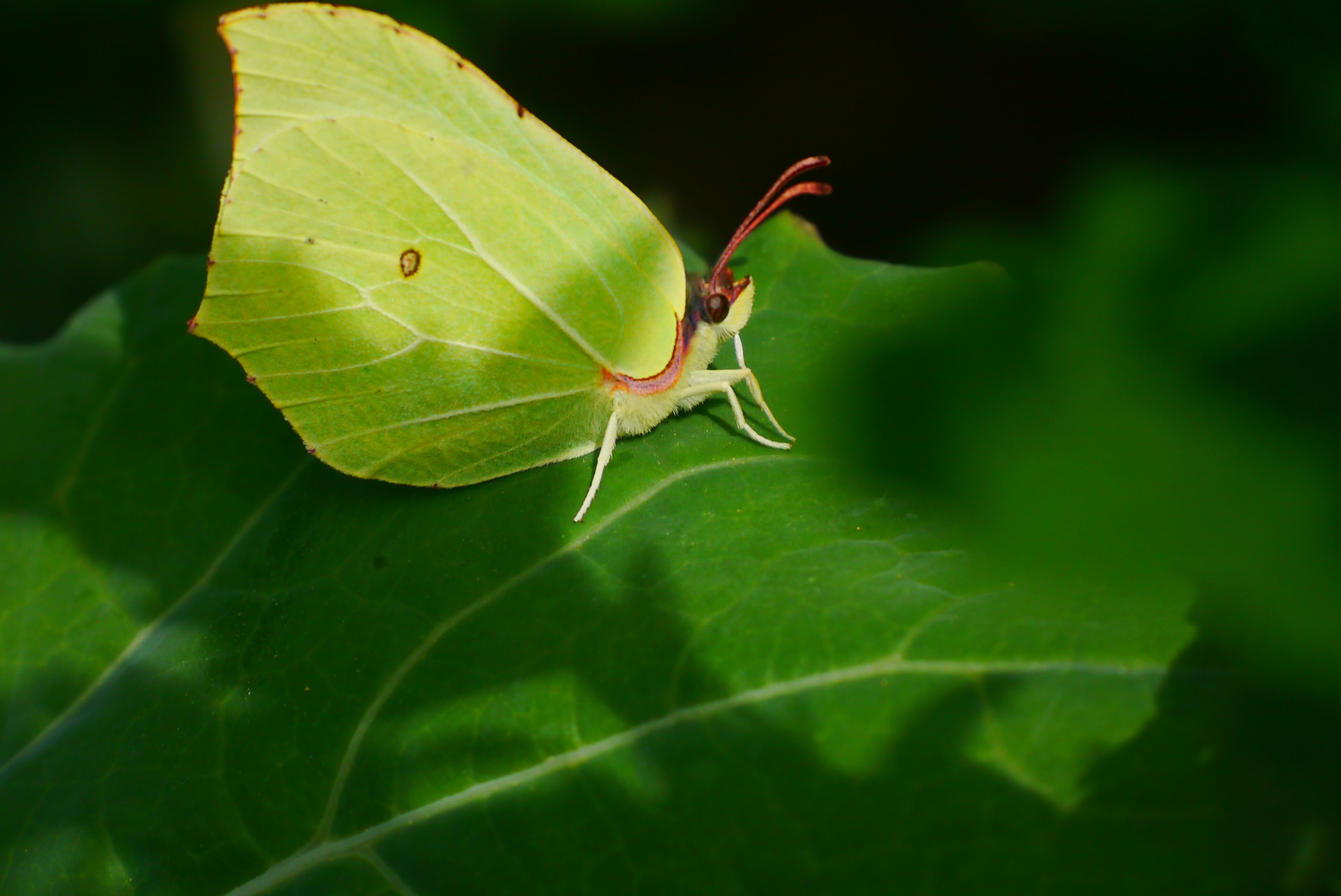 Zitronenfalter Foto &amp; Bild | jahreszeiten, sommer, natur Bilder auf ...