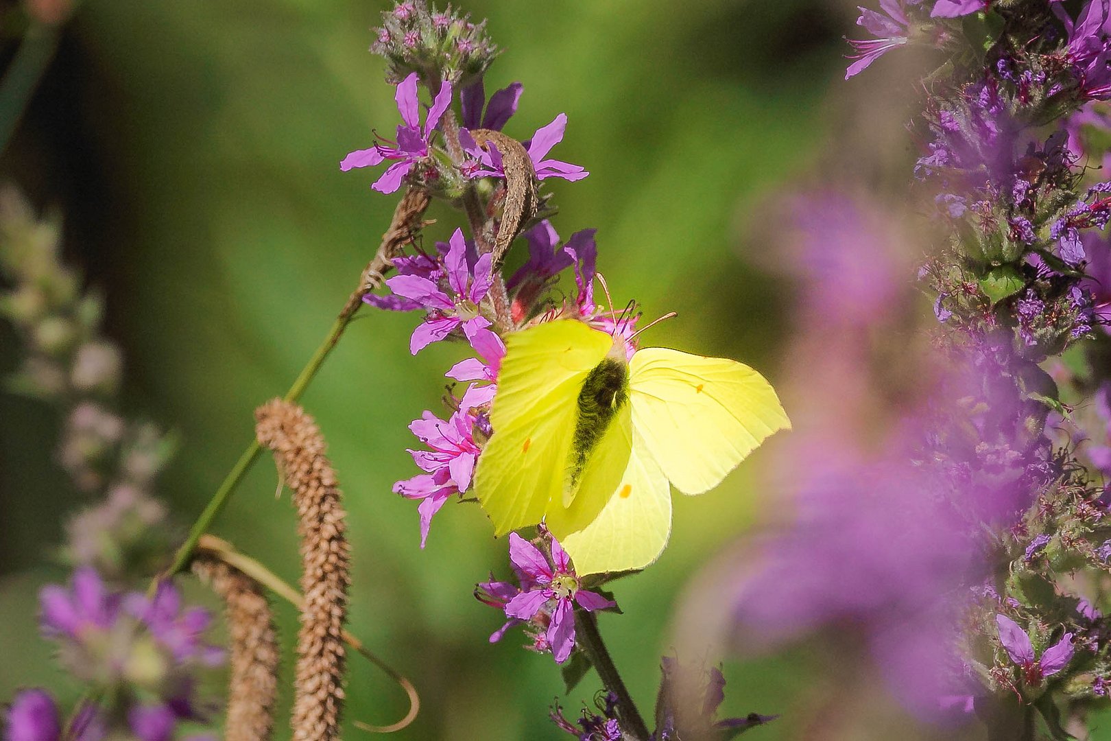 Zitronenfalter Foto &amp; Bild | natur, tiere, wildlife Bilder auf ...