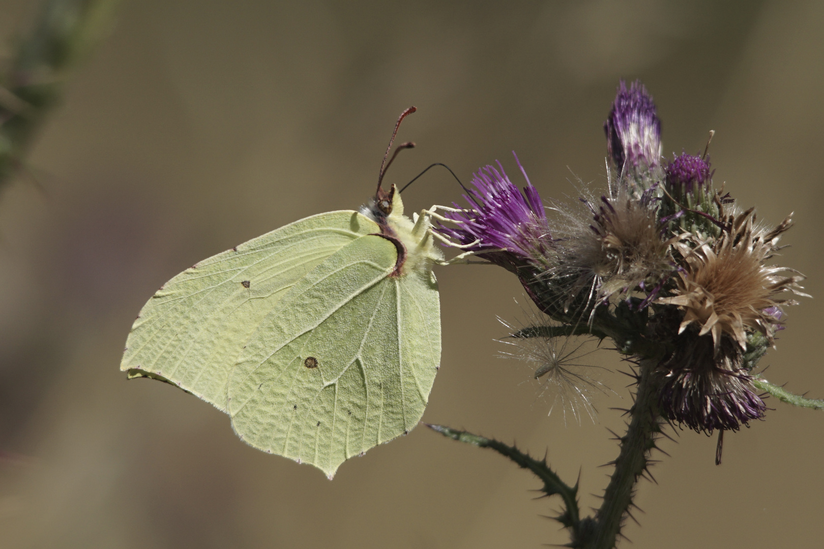 Zitronenfalter Foto &amp; Bild | tiere, wildlife, schmetterlinge Bilder auf ...