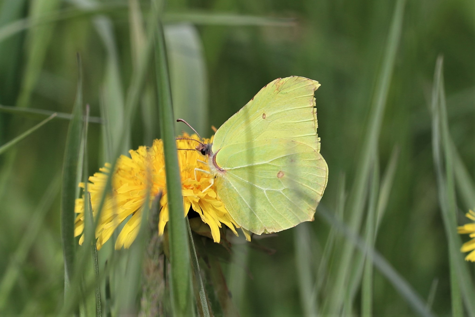 Zitronenfalter Foto &amp; Bild | tiere, wildlife, schmetterlinge Bilder auf ...