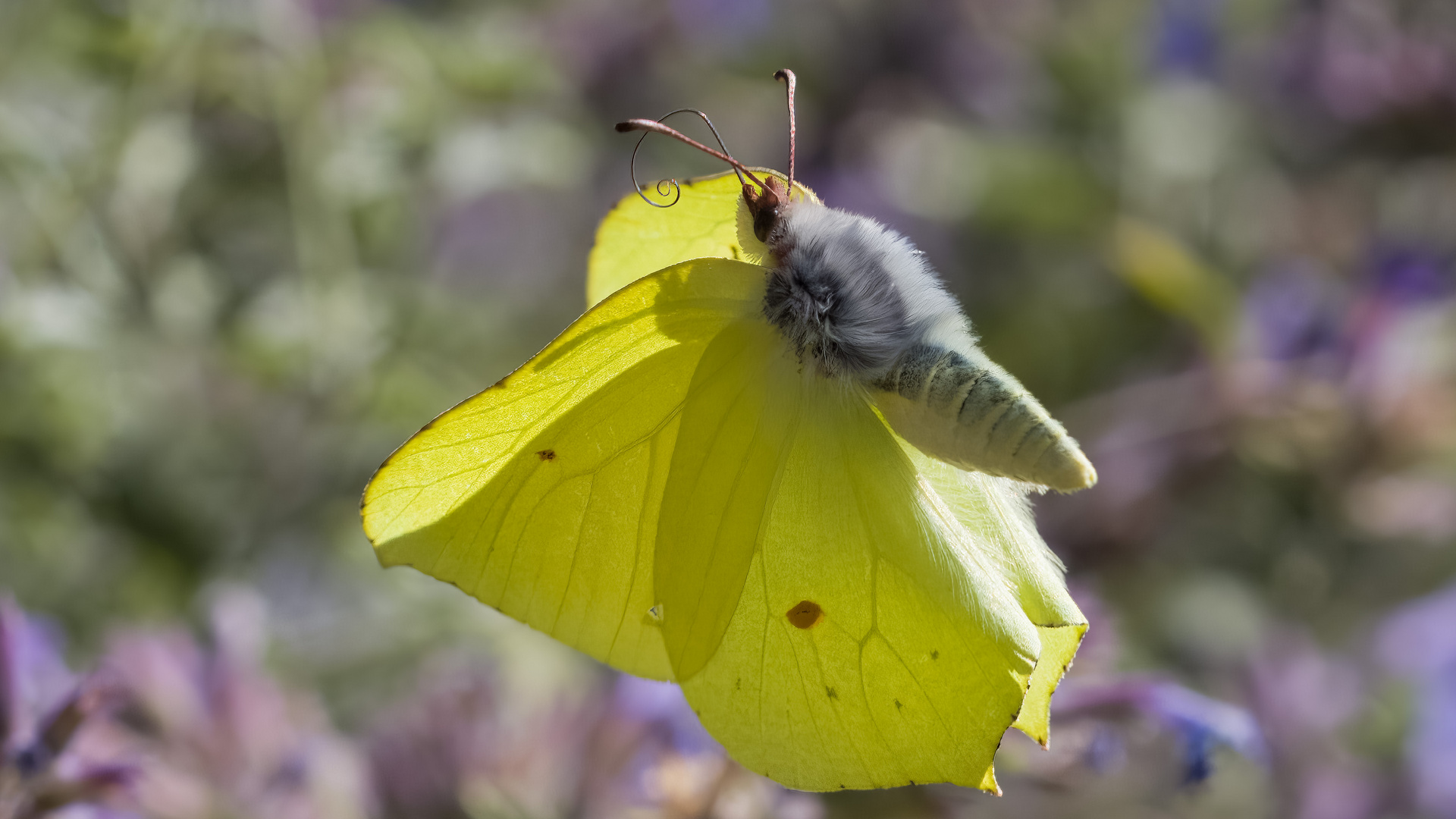 Zitronenfalter Foto &amp; Bild | nah- &amp; makro, tiere, wildlife Bilder auf ...