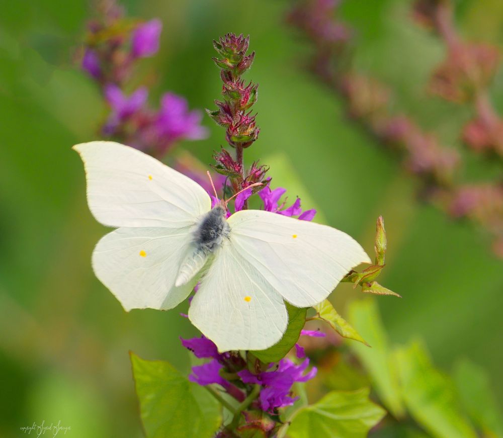 Zitronenfalter Foto & Bild | Bilder auf fotocommunity