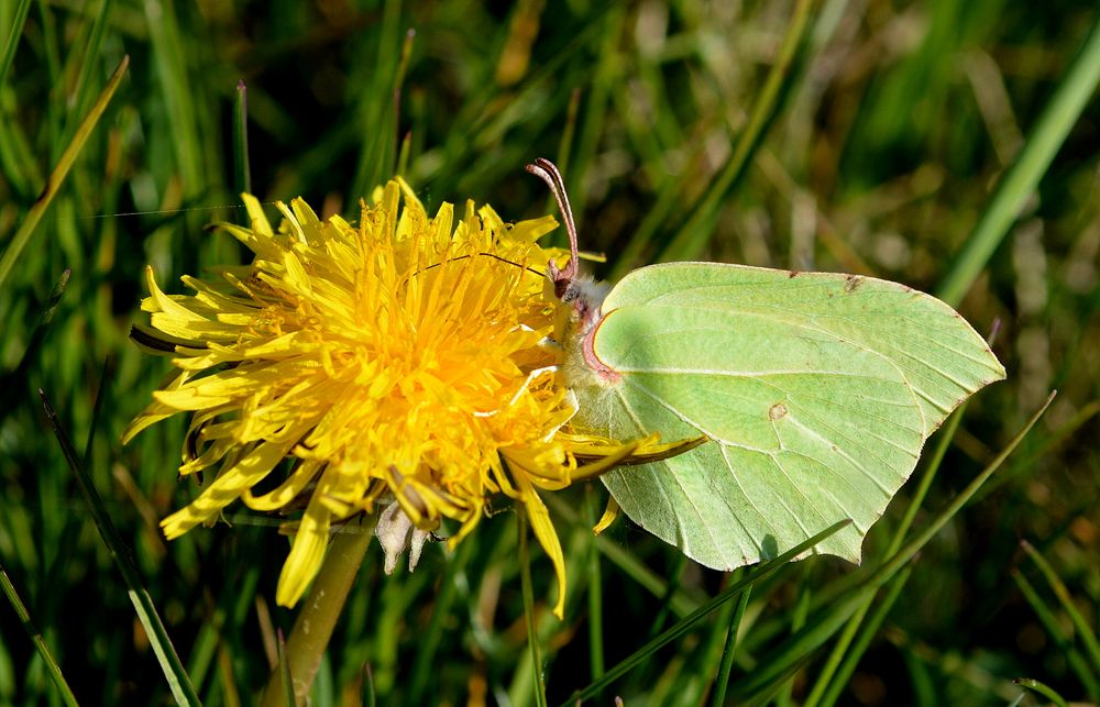 zitronenfalter