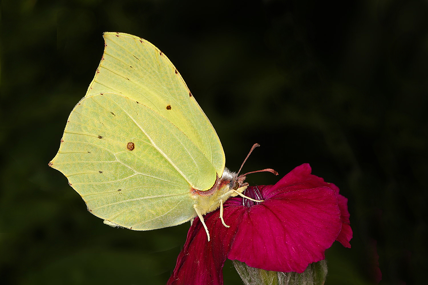 Zitronenfalter Foto &amp; Bild | fotos, sommer, makro Bilder auf fotocommunity