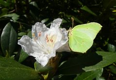 Zitronenfalter