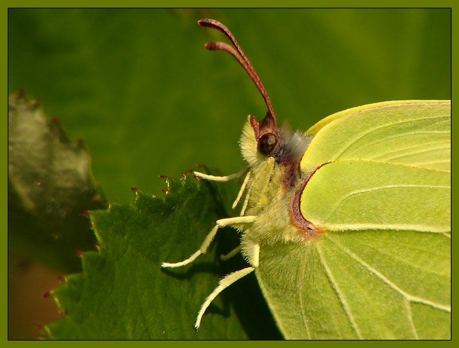 Zitronenfalter