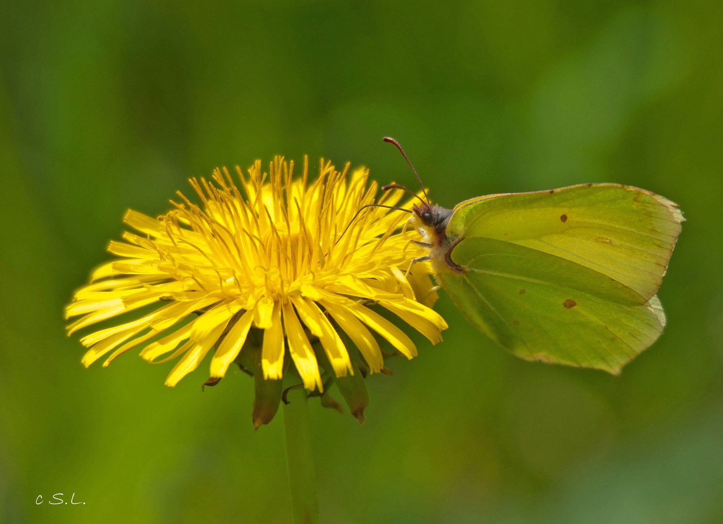 Zitronenfalter ... Foto &amp; Bild | tiere, wildlife, schmetterlinge Bilder ...