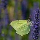 Zitronenfalter am Lavendel