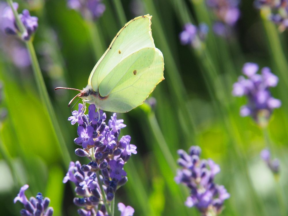 Zitronenfalter am Lavendel