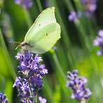 Zitronenfalter am Lavendel