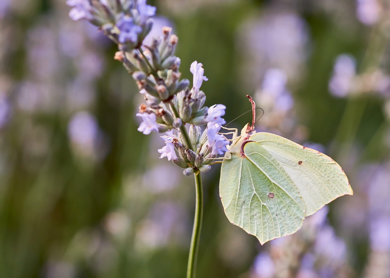 Zitronenfalter am Lavendel