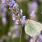 Zitronenfalter am Lavendel