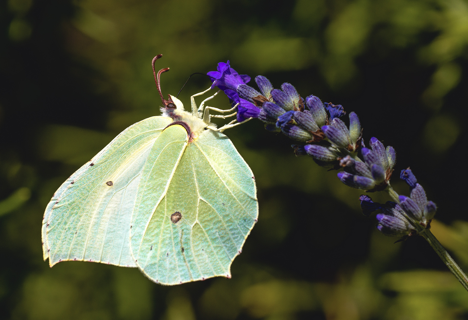 Zitronenfalter am Lavendel