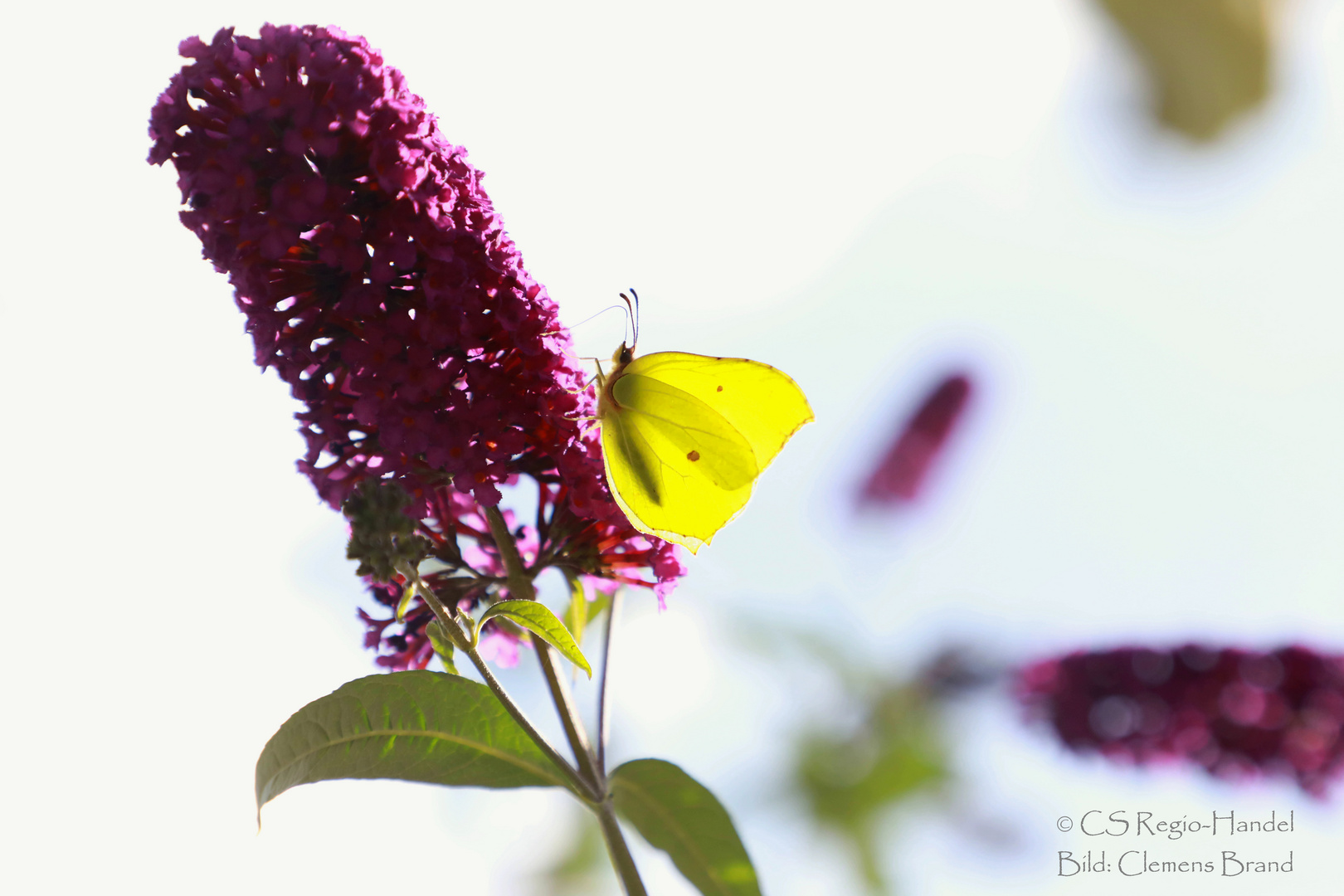 Zitronenfalter am Sommerflieder