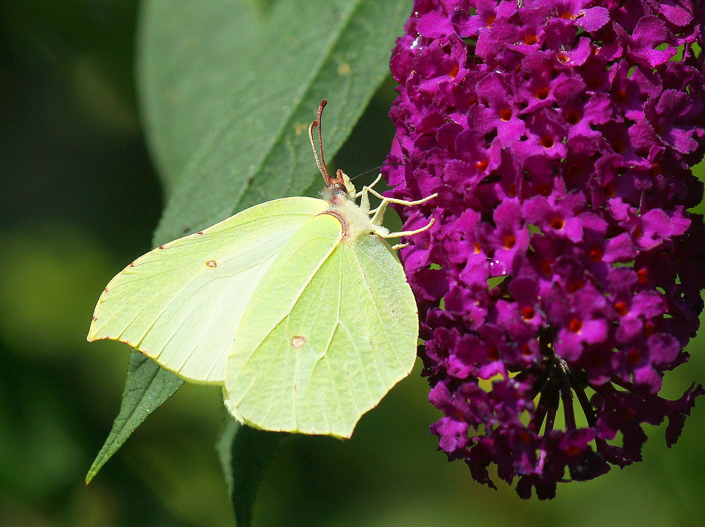  Zitronenfalter am Sommerflieder