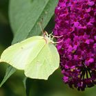  Zitronenfalter am Sommerflieder