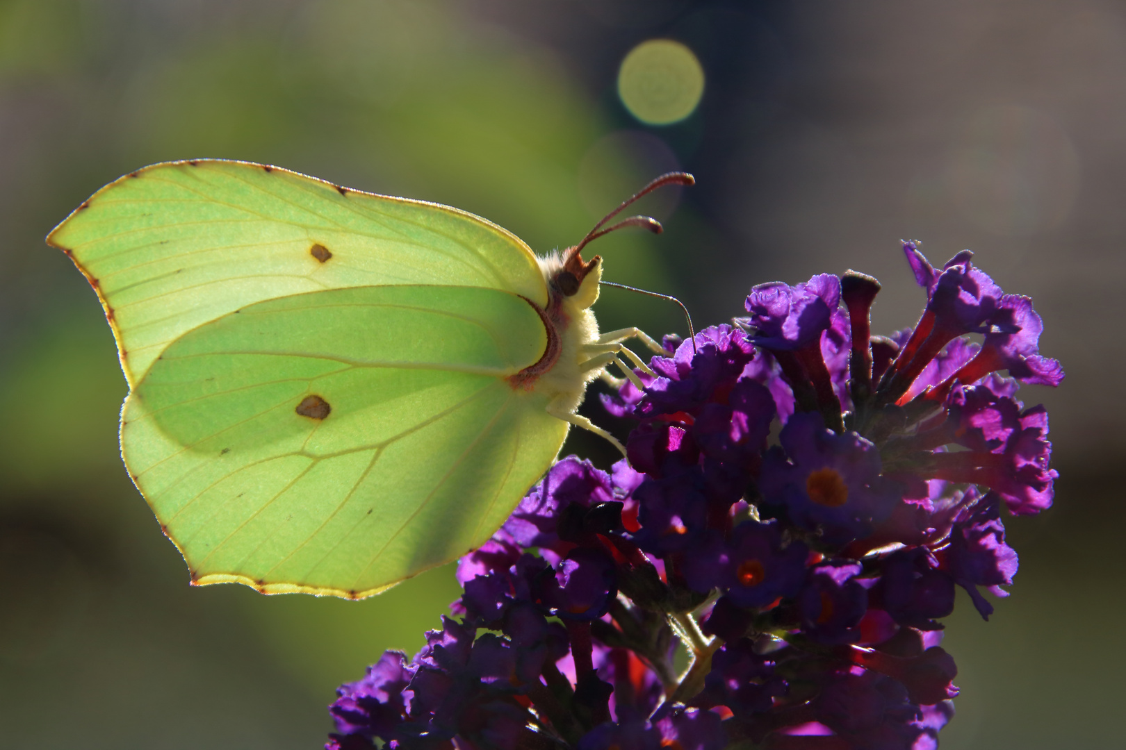 Zitronenfalter am Sommerflieder