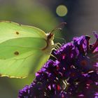 Zitronenfalter am Sommerflieder