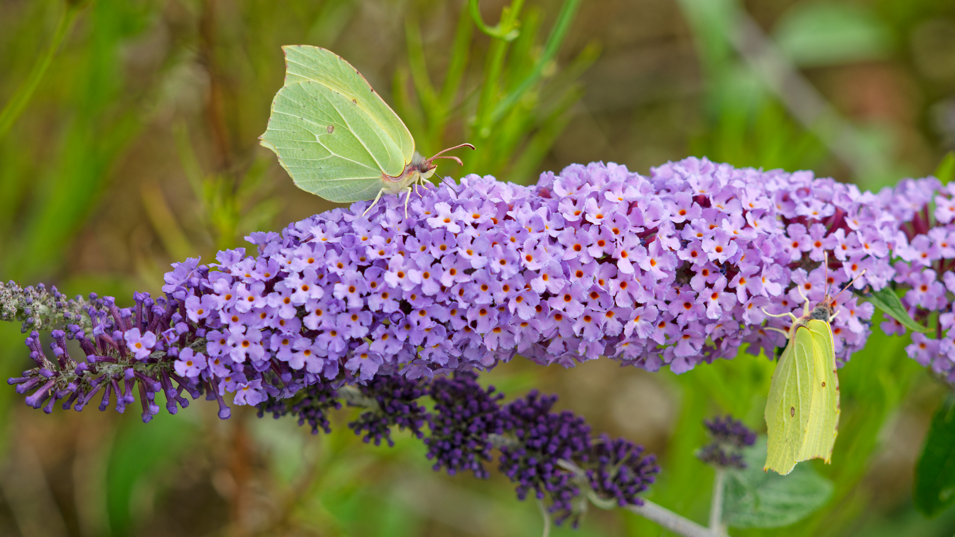 Zitronenfalter am Sommerflieder