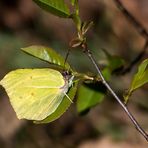 Zitronenfalter am Wegesrand