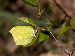 Zitronenfalter am Wegesrand