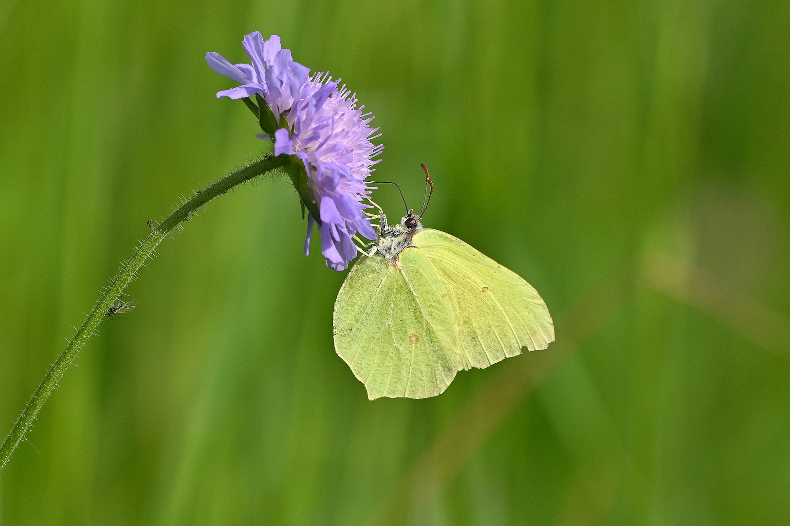 Zitronenfalter an Ackerwitwenblume