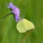 Zitronenfalter an Ackerwitwenblume