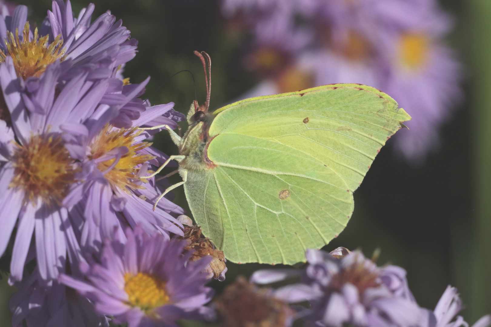 Zitronenfalter an Aster IMG_1958