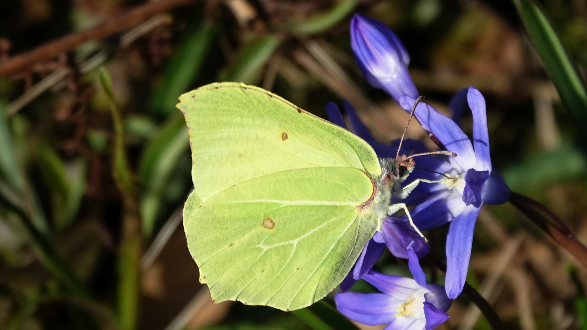 Zitronenfalter an Blaustern