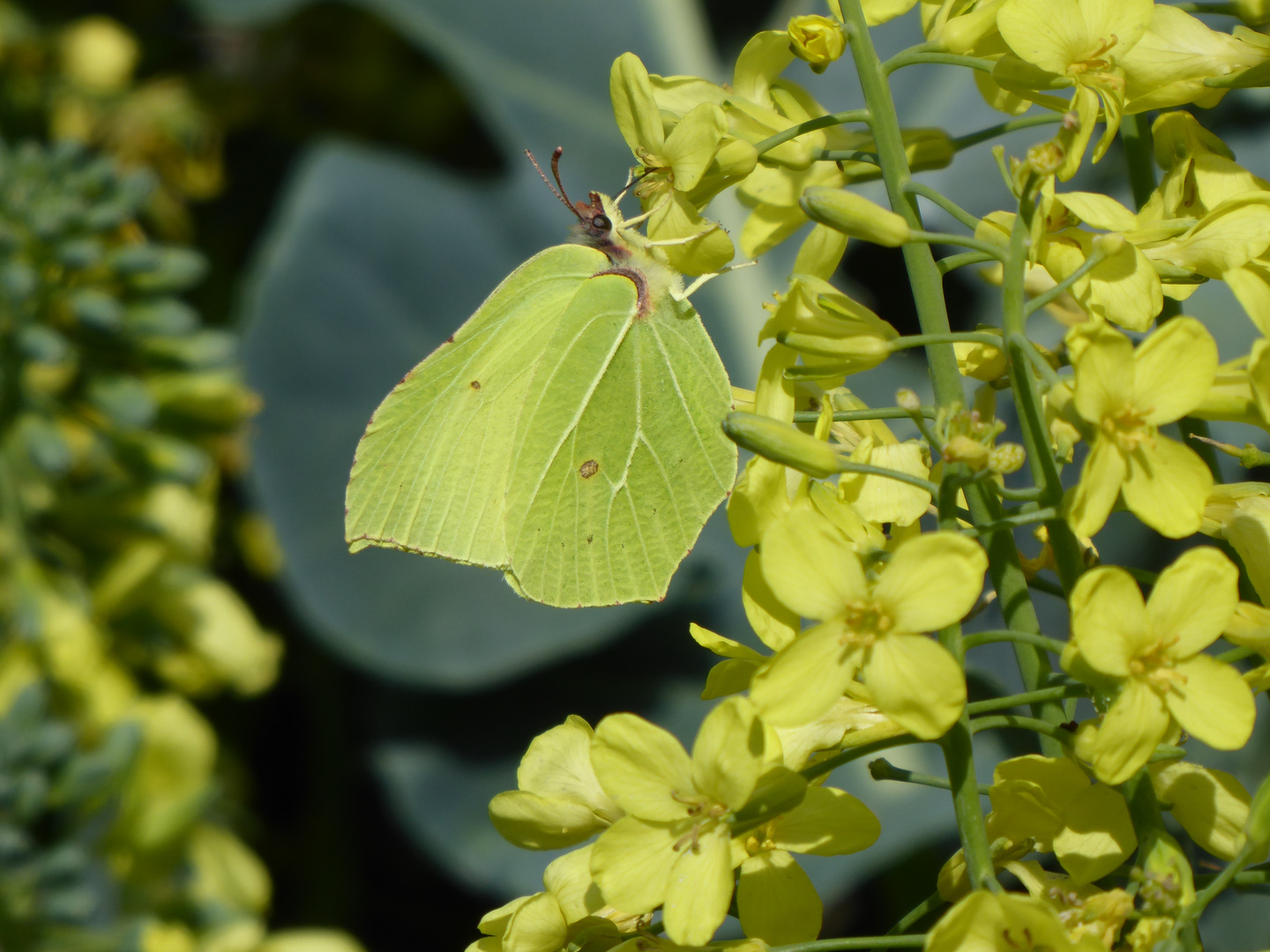 Zitronenfalter an Brokkoliblüte