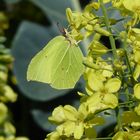 Zitronenfalter an Brokkoliblüte