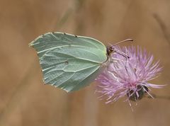 Zitronenfalter an Flockenblume