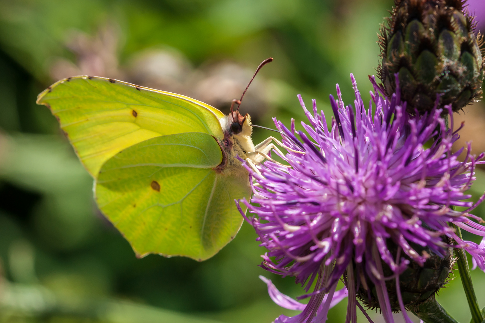 Zitronenfalter an Flockenblume